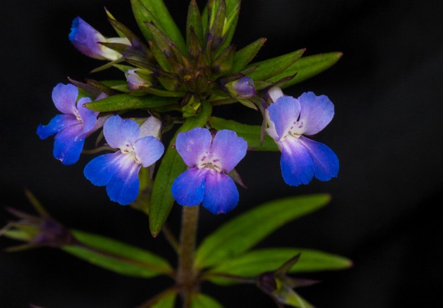 Collinsia parviflora - Small Flowered Blue Eyed Mary 14-1622_1.jpg